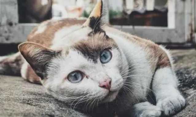 别买猫窝了，这5个地方，才是猫咪最喜欢睡觉的地点！