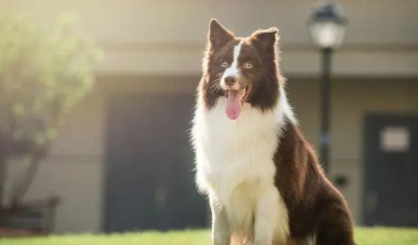 边牧的飞盘训练教学细节，养狗达人手把手教你