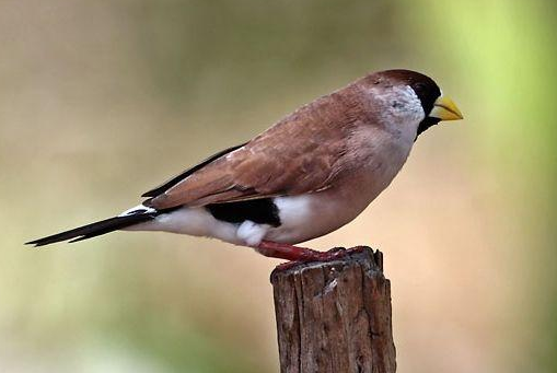 黑喉草雀怎么繁殖？这篇文章给你答案