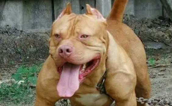 比特犬可以当宠物养吗？饲养要注意这些！