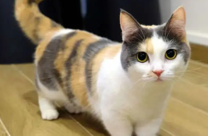 曼基康猫的优缺点，你们知道多少？