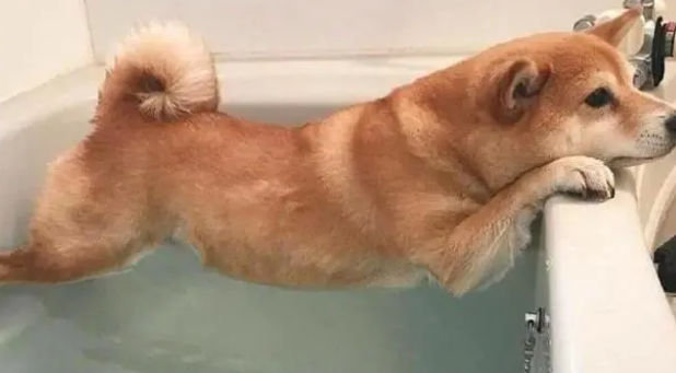 如何给家中的宠物狗洗澡？你需要注意这么几点