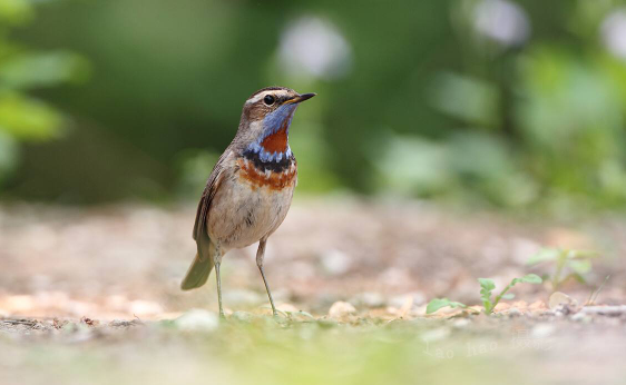 蓝点颏鸟怎么治感冒？快来看一下吧