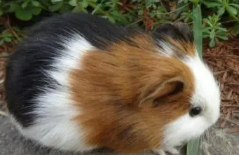 一文带你了解褐色刺毛天竺鼠如何饲养? 一文带你了解褐色刺毛天竺鼠如何饲养?