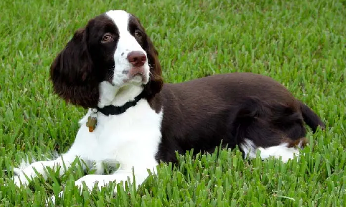 史宾格为什么不能打？这个原因你需要知道