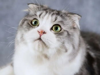 关于折耳猫遗传病，你知道多少？