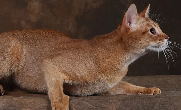 为什么养阿比猫的人不多？其实是考虑到这些因素