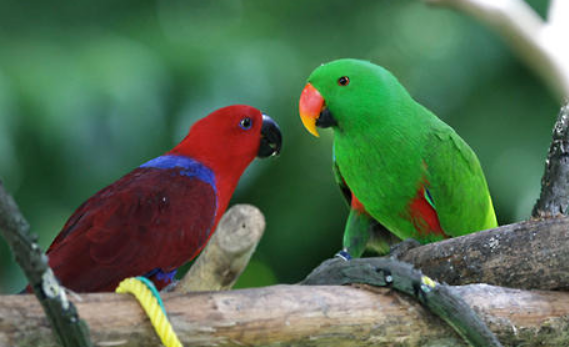 三个月的折衷鹦鹉喂养技巧奉上! 三个月的折衷鹦鹉喂养技巧奉上!