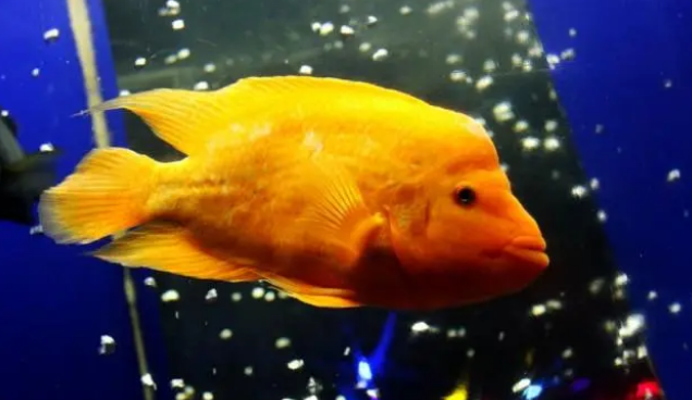 养鱼必备增氧气泵，怎么正确选择和使用？这6点你要注意