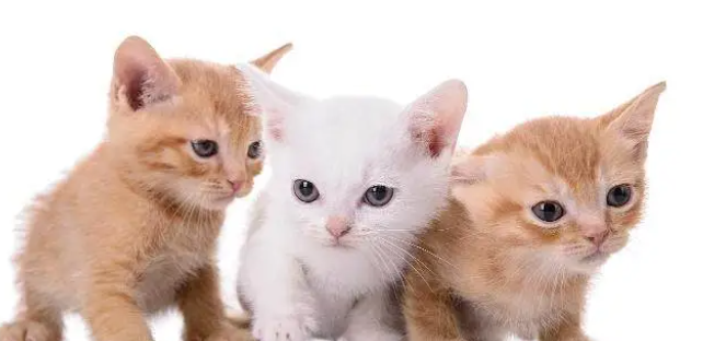 买猫需谨慎，正规猫舍和后院猫舍的区别