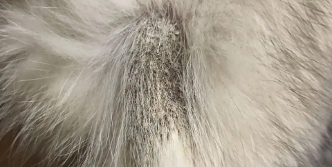 猫尾巴长猫藓怎么办？方法如下