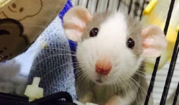 花枝鼠不喜欢你的表现？不知道来这看看呗