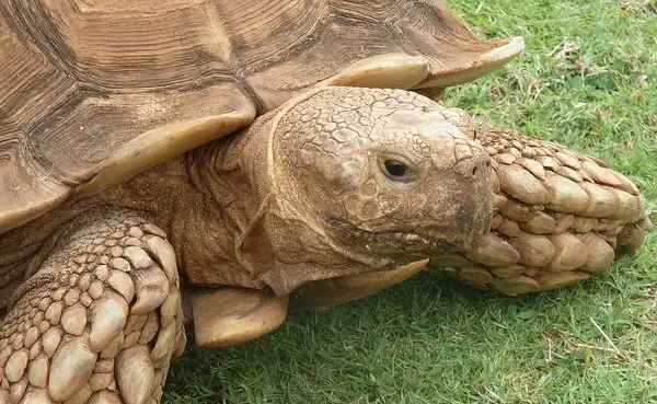 苏卡达一年能长多大？还得看如何饲养