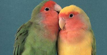 桃面爱情鹦鹉会说话吗?进来看 桃面爱情鹦鹉会说话吗?进来看