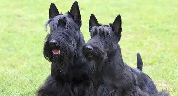 十种脾气最差的狗，你知道哪一个？