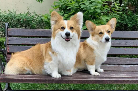  幼犬体内驱虫药难喂 犬心保让狗狗主动吃