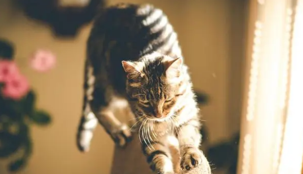 猫总是不老实地伸爪抓沙发，这是为何？为啥买了猫抓板猫也不用？
