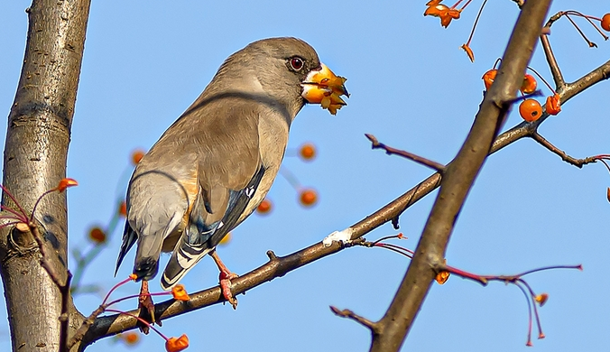 不知道蜡嘴雀价格吗？看这篇文章吧