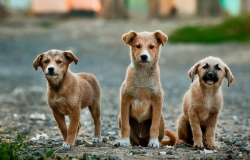 适合家养的短毛小狗有哪些？