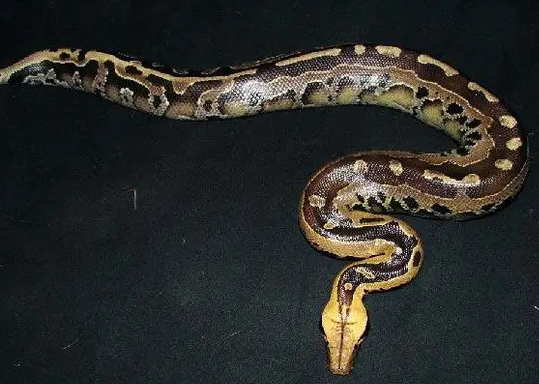 又长又粗,一文揭示血蟒的真实面目! 又长又粗,一文揭示血蟒的真实面目!