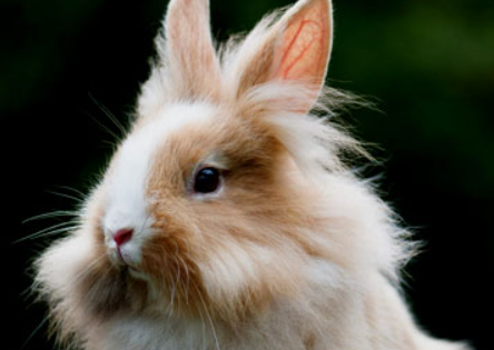 多瓦夫兔如何辨别性别,来瞧瞧 多瓦夫兔如何辨别性别,来瞧瞧