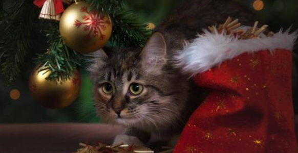 有必要给猫吃营养膏吗？营养膏是什么？