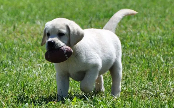 拉布拉多混血和纯种的区别有哪些？来这看看