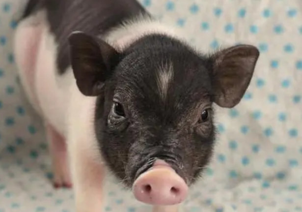 小香猪哪里有卖的？本文告诉你