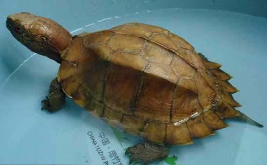 锯缘闭壳龟多少钱？喜欢的龟友可以看看