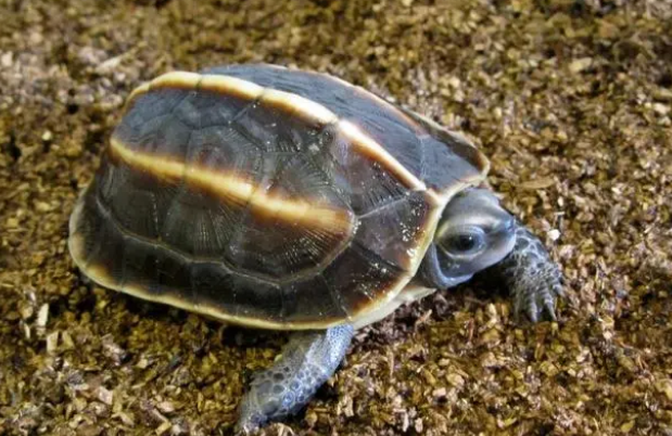 龟宠晒背灯用来替代太阳光，真的可以吗？