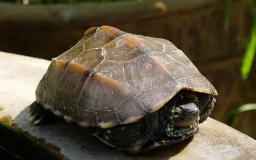 中华龟怕热吗？主人可以来了解下