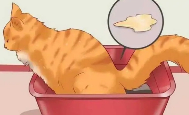 宠物益生菌是真有效还是智商税？小猫软便需要吃几天？