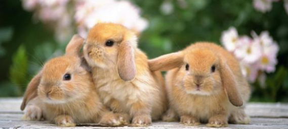 兔子每天要吃多少兔粮？