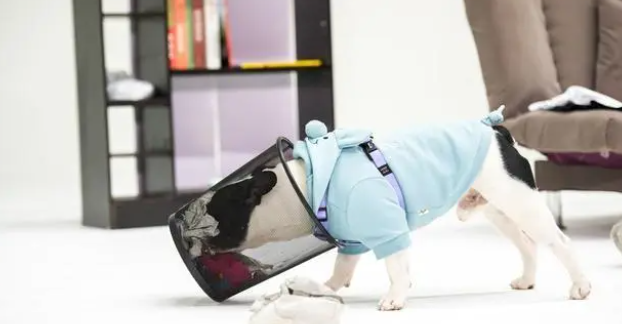 狗狗需要什么微量元素?缺乏有什么表现? 狗狗需要什么微量元素?缺乏有什么表现?