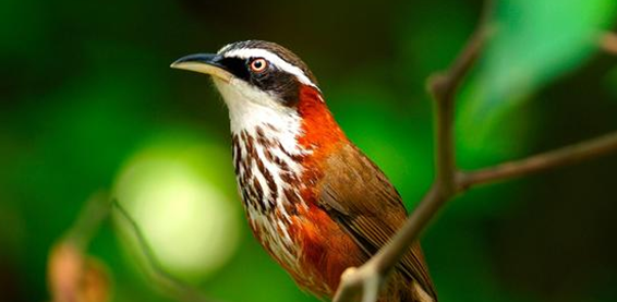 不知道画眉鸟晚上是挂笼还放地上？看这里~