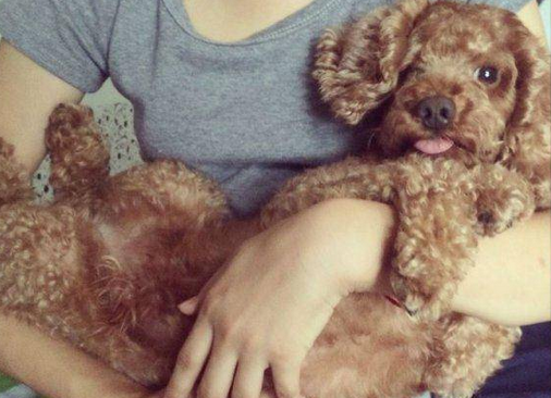 如果主人经常将狗狗寄养，会对狗狗造成什么影响呢？ 