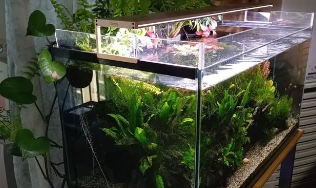 喜欢养鱼的人，在鱼缸上养这几种植物漂亮又实用！