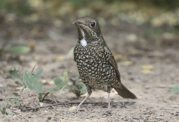 白喉矶鸫什么时候迁徙？可以了解一下