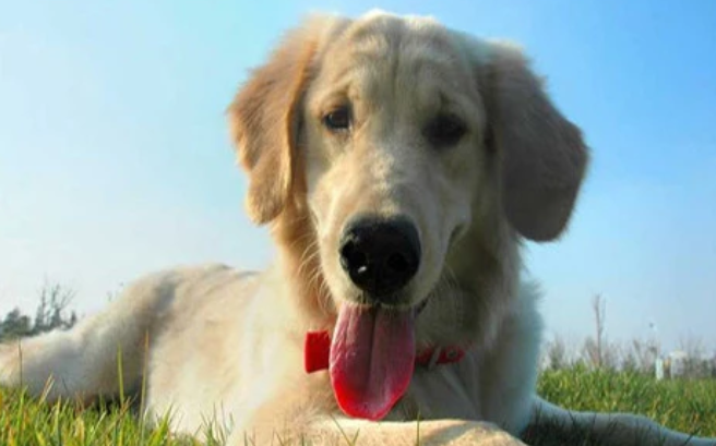 狗狗体内里有虫子，这些驱虫的方法了解一下