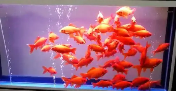 既想给鱼缸增氧，又想减少水流和气泡噪音，可以两全其美吗？