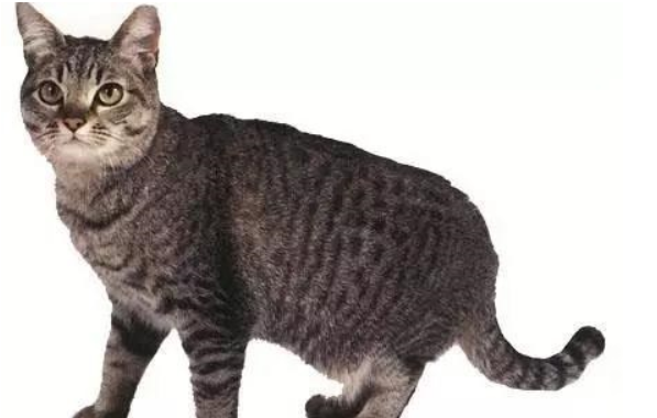 英国猫的品种大全,你了解多少? 英国猫的品种大全,你了解多少?