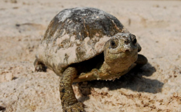 沼泽箱龟怎么养？这些技巧要掌握