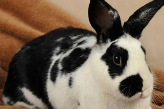 英国斑点兔咬人吗?看这就知道了! 英国斑点兔咬人吗?看这就知道了!