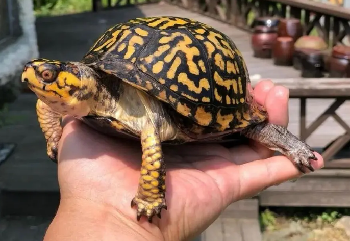 东部箱龟凶吗？看完，你们就知道了