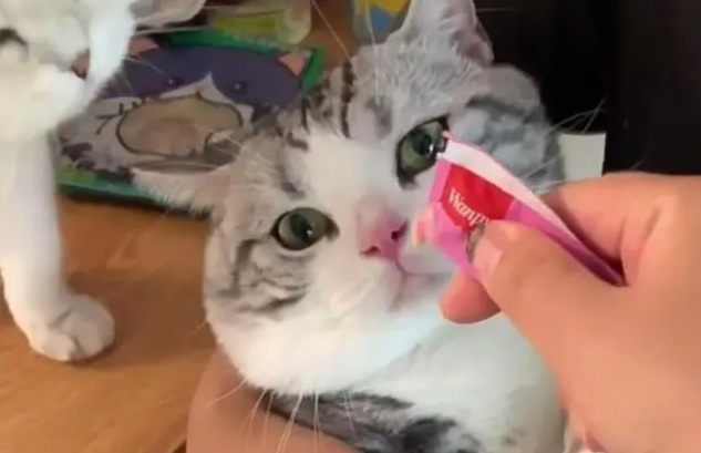 猫咪一天吃一根猫条多吗?猫条应该多久喂一次? 猫咪一天吃一根猫条多吗?猫条应该多久喂一次?