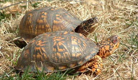 卡罗莱纳箱龟吃什么?看完你就知道了 卡罗莱纳箱龟吃什么?看完你就知道了