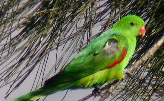 红翅鹦鹉能活多久？说出来你可能不信