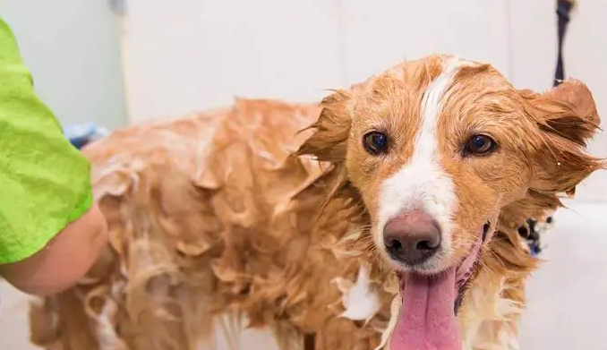 洗澡方法不正确，小心你的爱犬遭殃！