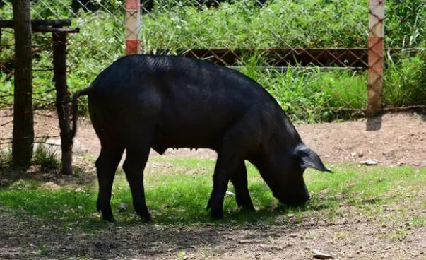 土猪的价格是多少？目前行情告诉你