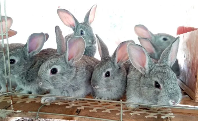 青紫蓝兔饲养方法，来get一下~